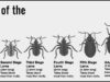 Bed Bug life cycle-Eggs, Baby(Nymph) to Adult Stages & Pictures bed bug life cycle and growth stages