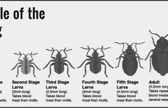 Bed Bug life cycle-Eggs, Baby(Nymph) to Adult Stages & Pictures bed bug life cycle and growth stages