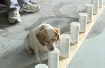 Bed Bug Sniffing Dogs-How they smell, Sense, Roscoe, Breeds & Cost bed bug sniffing dogs training and cost