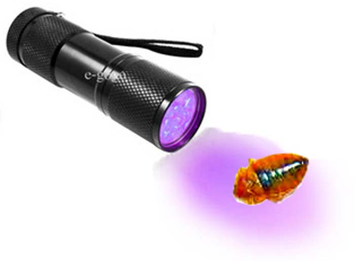 bed bug uv light detector
