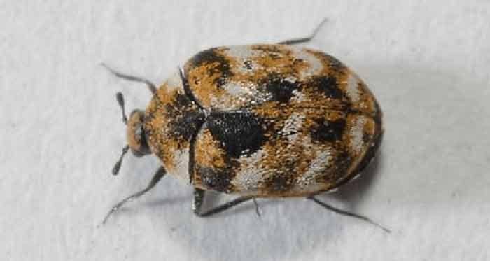 Bugs that look like Bed BugsBeetles  Others that Resemble or Mistaken  Pestbugs