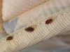 Bed Bugs in Couch-Covers, Signs & How to Get rid bed bugs on couch fabric