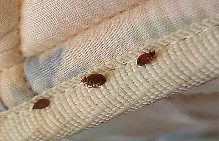 bed bugs on couch fabric