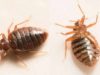 Types of Bed Bugs bed bugs types & Species