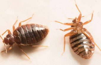 Types of Bed Bugs bed bugs types & Species