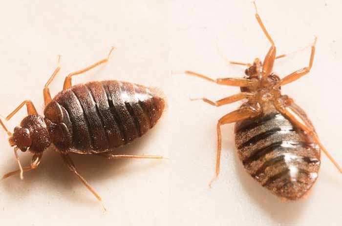 What Are The Three Types Of Bed Bugs