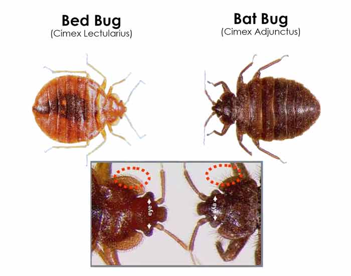 Bugs That Look Like Bed Bugs-Beetles & Others That Resemble Or Mistaken ...