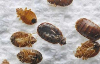 Will Bleach Kill Bed Bugs-How does it work? Will bleach kill bed bugs?