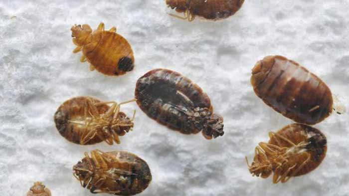 Does Alcohol Kill Bed Bugs? Rubbing, Isopropyl  