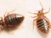 How do you know if you have Bed Bugs-Symptoms & Signs how to know if you have bed bugs
