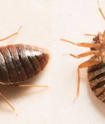 How do you know if you have Bed Bugs-Symptoms & Signs how to know if you have bed bugs