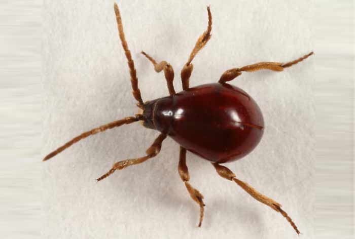 spider beetle vs bed bug