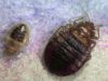 What Attracts Bed Bugs & things they Hate /Dislike Most What things that attract bed bugs hate