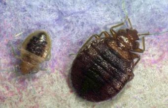 What Attracts Bed Bugs & things they Hate /Dislike Most What things that attract bed bugs hate