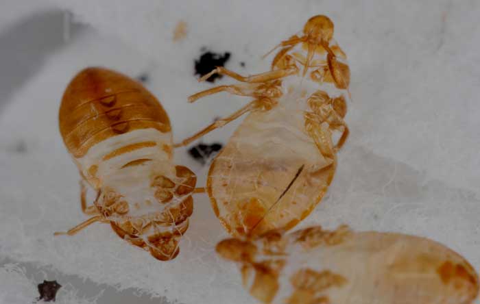 bed bug cast skins shell
