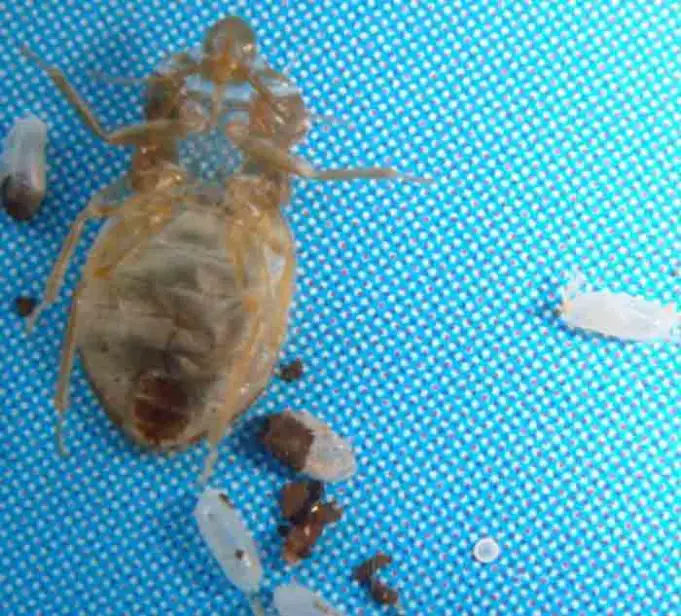 Bed Bug Shells, Cast Skin & Exoskeleton Pestbugs