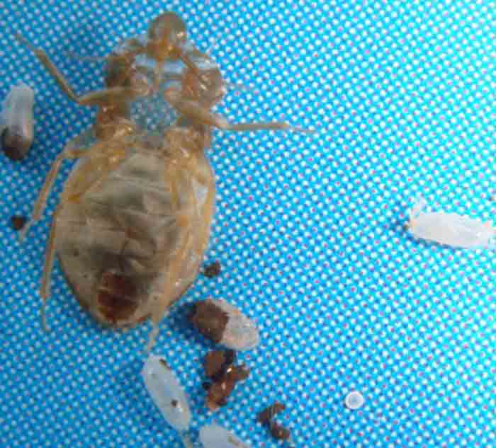 bed bug exoskeleton, cast, skin-shell