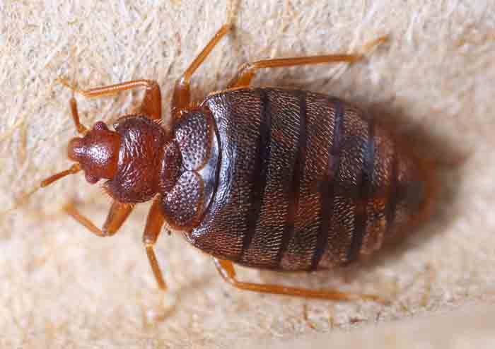 Bed bug in a car seat seam