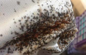 How to Get Rid of Bed Bugs on Mattress- Best Covers, Protectors & Encasement Reviews Severe bed bug infestation mattress-signs-get-rid