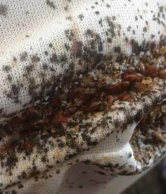 How to Get Rid of Bed Bugs on Mattress- Best Covers, Protectors & Encasement Reviews Severe bed bug infestation mattress-signs-get-rid