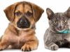 Can Bed Bugs live on or Bite Dogs & Cats (Pets)? Bed Bugs live on or Bite Dogs & Cats