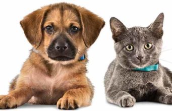 Can Bed Bugs live on or Bite Dogs & Cats (Pets)? Bed Bugs live on or Bite Dogs & Cats