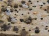 Bed Bug Poop/Droppings-How it looks like, Pictures +Identification How bed bug droppings look like
