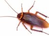 Natural Predator of Bed Bugs-What Insects/Bugs eat Bed Bugs? bed bug natural predators-roaches