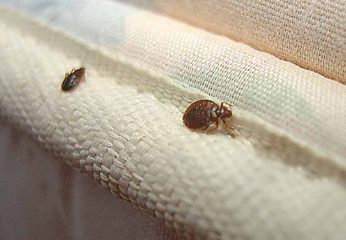 Bed bug crawling on mattress photo