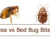 Flea Bites vs Bed Bug Bites + Differences & Pictures flea vs bed bug bites, differences with pictures
