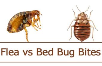 Flea Bites vs Bed Bug Bites + Differences & Pictures flea vs bed bug bites, differences with pictures