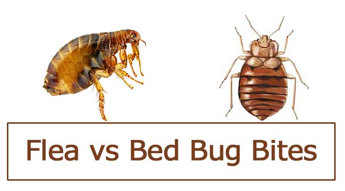 Flea Bites vs Bed Bug Bites + Differences & Pictures  