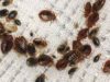 How do Bed Bugs Spread? Are they Contagious? How Fast/Easily from Person, Room or House? how bed bugs spread