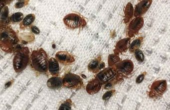 How do Bed Bugs Spread? Are they Contagious? How Fast/Easily from Person, Room or House? how bed bugs spread