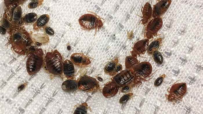 How do Bed Bugs Spread? Are they Contagious? How Fast/Easily from ...