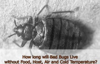 How Long do Bed Bugs Live Without Food, Host, Air, in Cold & After Spraying How long will bed bugs live without food host-air low temperature and after spray