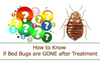 How to know if Bed Bugs are gone after Treatment & what to do how to know if bed bugs are gone and what to do afte treatment
