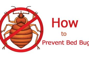 How to Prevent Bed Bugs-Bites while Sleeping at Home, School, Hotel & Travelling How to avoid bed bugs