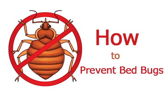 How To Prevent Bed Bugs-Bites While Sleeping At Home, School, Hotel ...