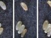 Identifying Bed Bug Eggs- How they look like, Images & destruction how Bed bug eggs look like photo