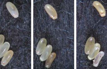 Identifying Bed Bug Eggs- How they look like, Images & destruction how Bed bug eggs look like photo