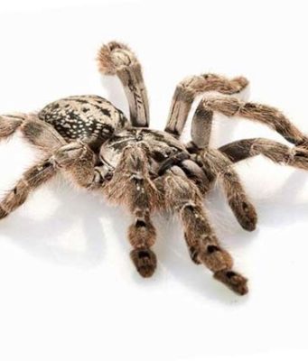 Bed Bug vs Spider Bites- Differences with Pictures spider bites vs bed bug bites