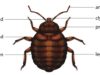 Where do Bed Bugs come from? Causes, how you get them & Start Bed bug definition where they come from, causes, how yo get them, and more facts and frequently asked questions