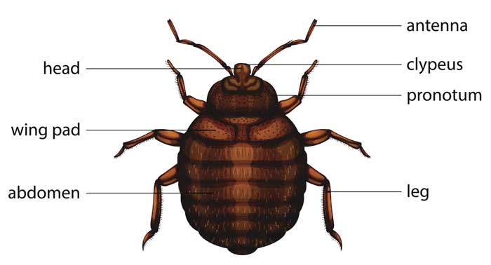 where-do-bed-bugs-come-from-causes-how-you-get-them-start-pestbugs