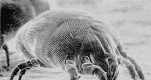 How to get rid of Dust Mites- Natural Remedies & Chemicals How to get rid of dust mite naturally and kill with chemicals