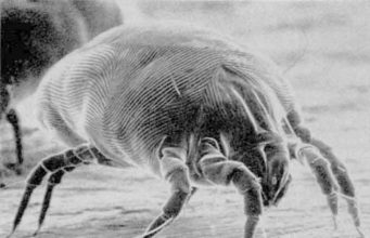 How to get rid of Dust Mites- Natural Remedies & Chemicals How to get rid of dust mite naturally and kill with chemicals