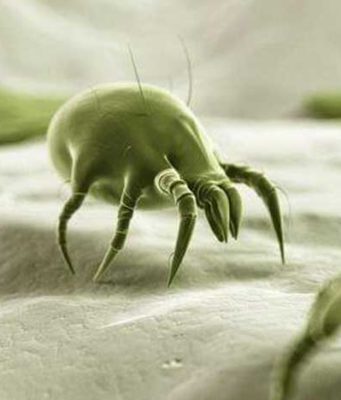 Can you See Dust Mites? Pictures, They look like, Habitat, Food & more Facts About dust mite-appearance, where they come from, signs, what they eat, gallery and harmful effects