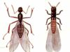 Flying Ants vs Termites-Differences & Similarities Ants v Termites-differences-similarities