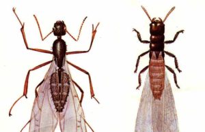 Flying Ants vs Termites-Differences & Similarities Ants v Termites-differences-similarities
