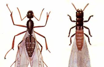 Flying Ants vs Termites-Differences & Similarities Ants v Termites-differences-similarities